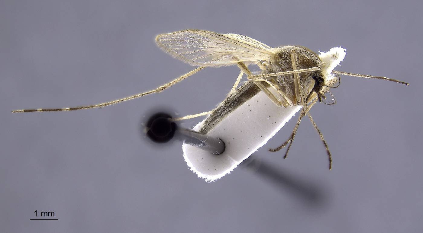 Aedes campestris image