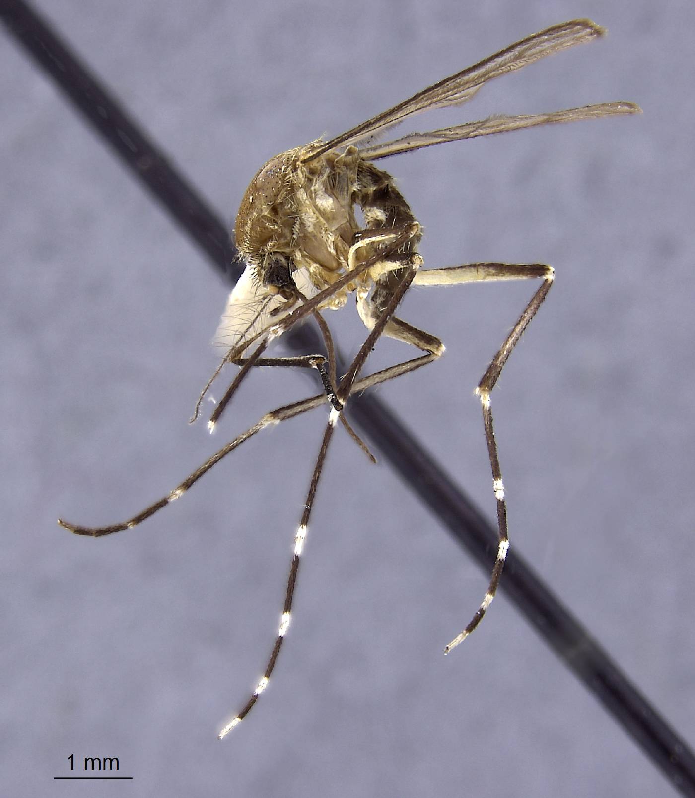 Aedes canadensis image