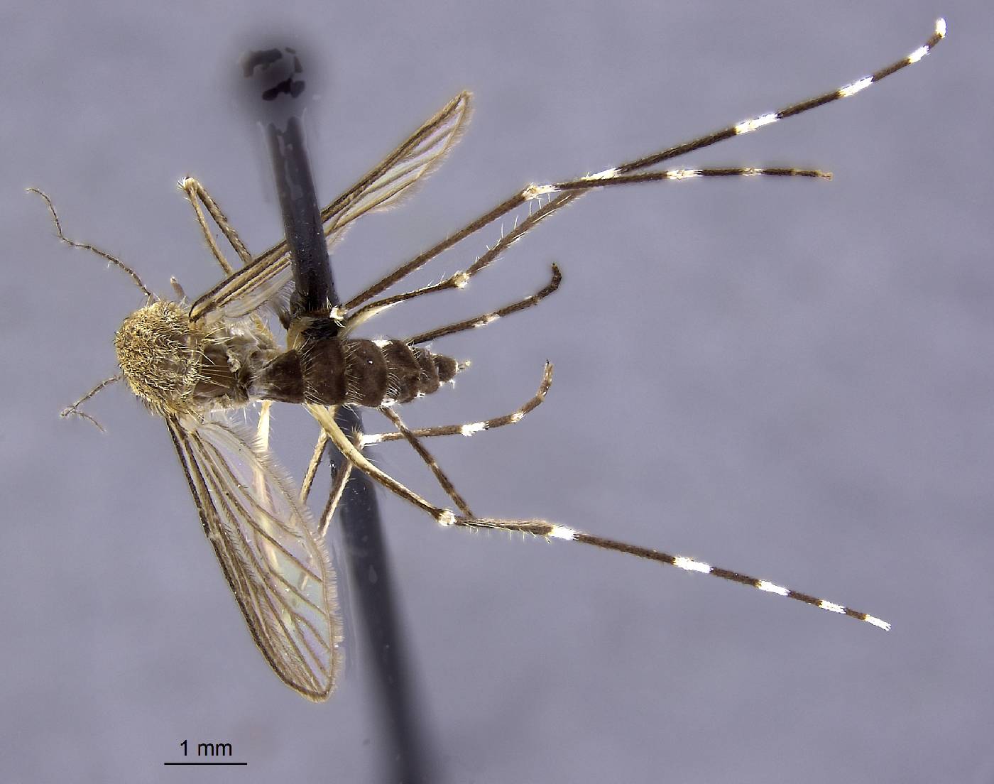 Aedes canadensis image