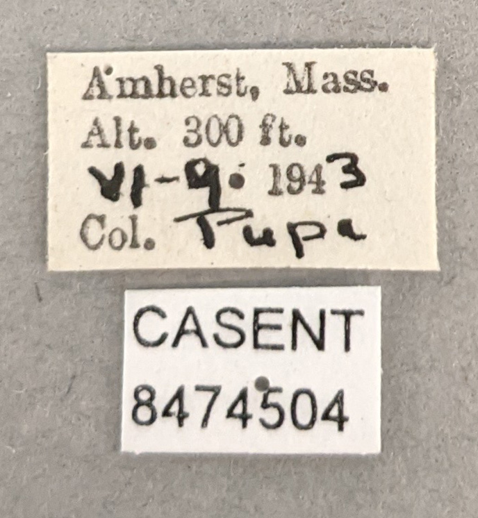 Aedes canadensis image