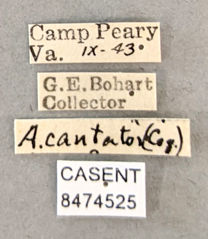 Aedes cantator image