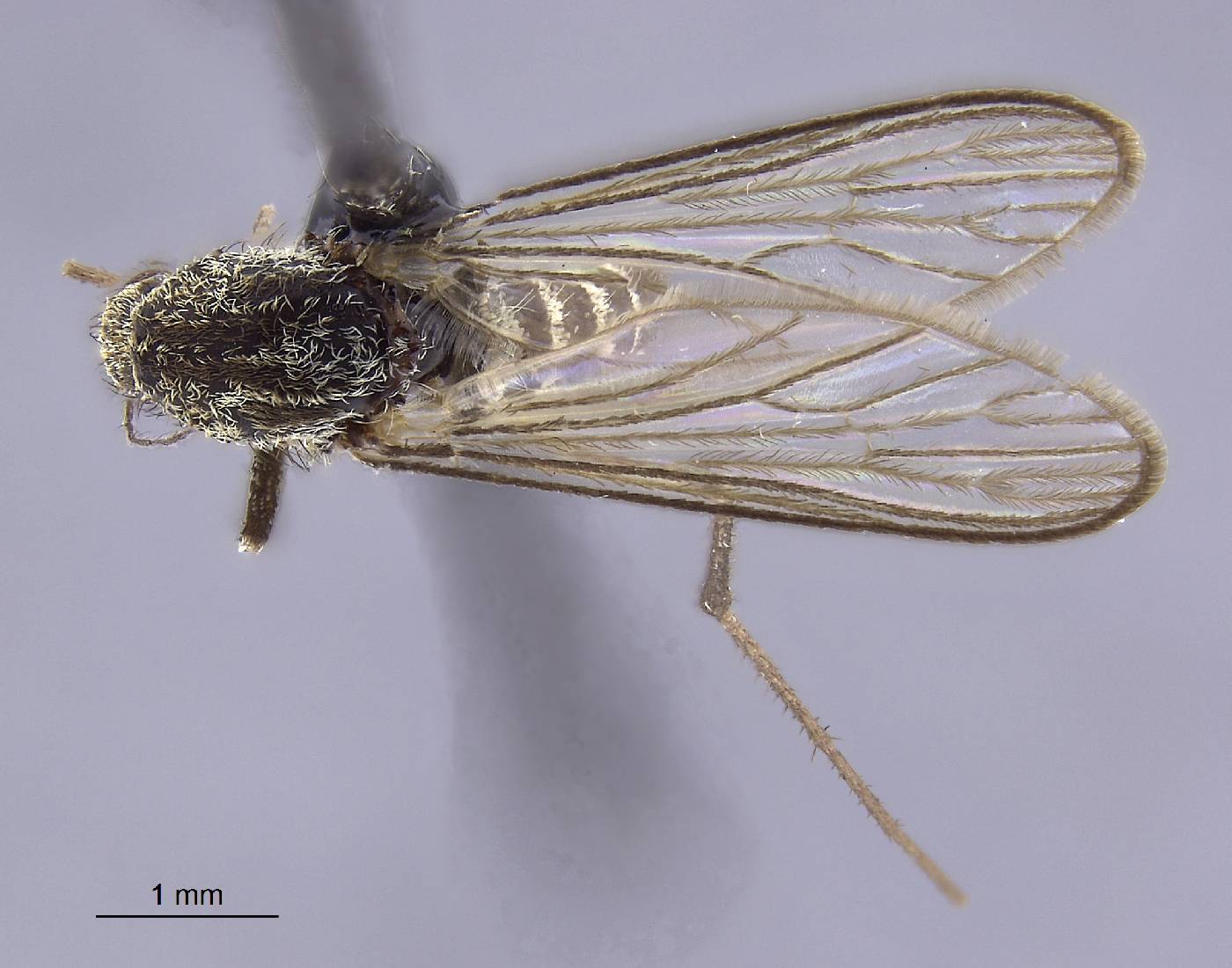Aedes cataphylla image
