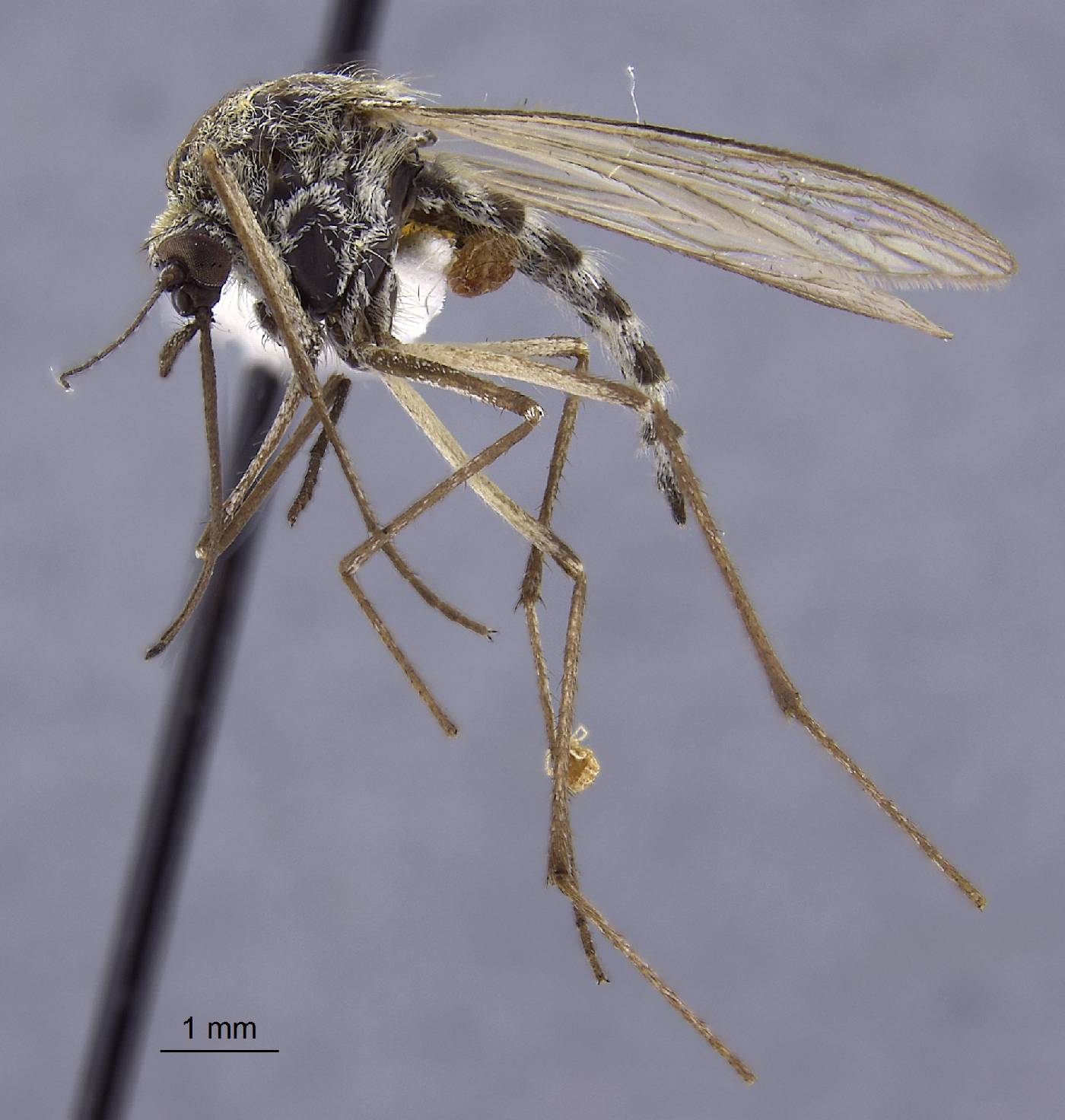 Aedes communis image