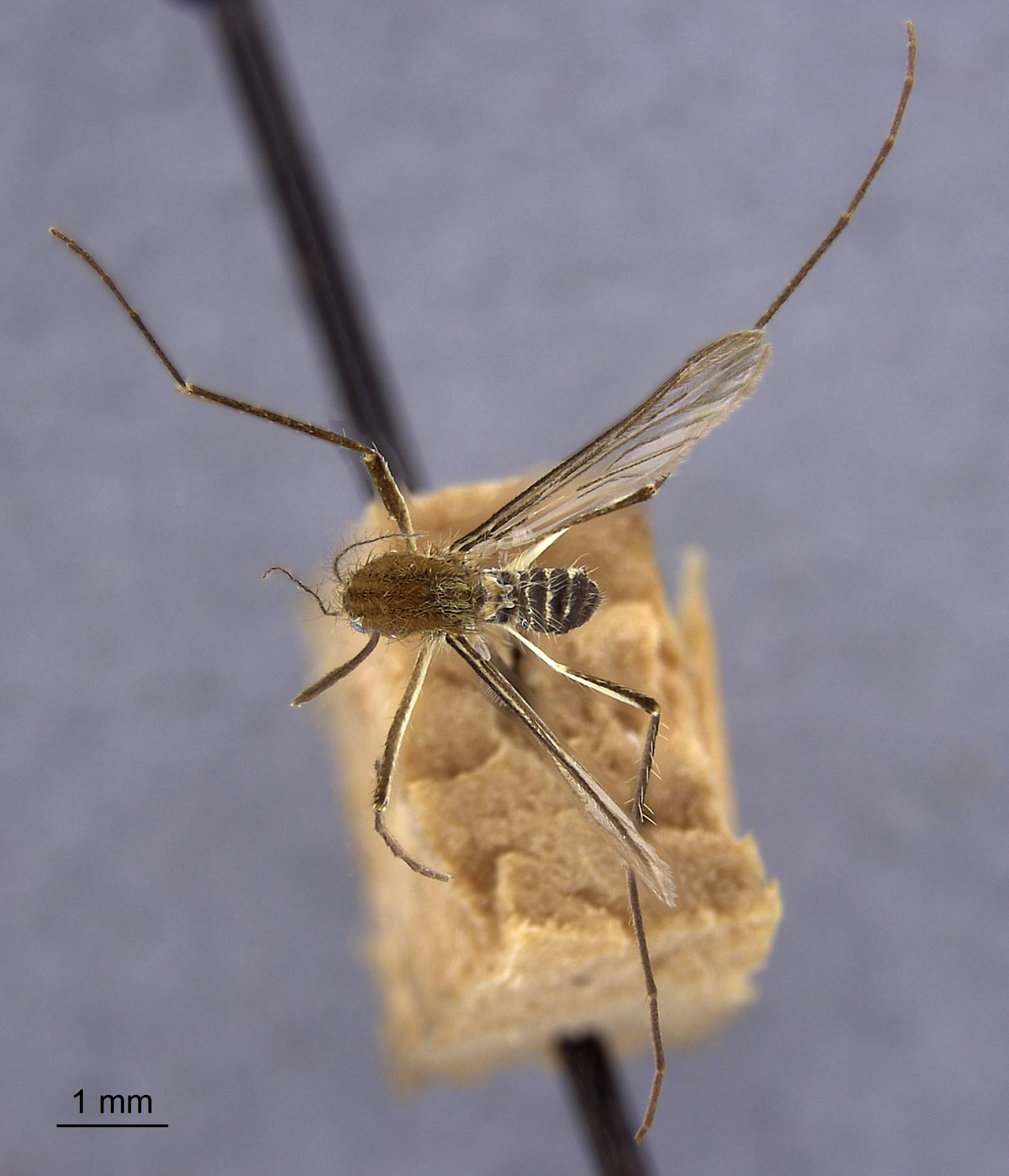 Aedes cinereus image