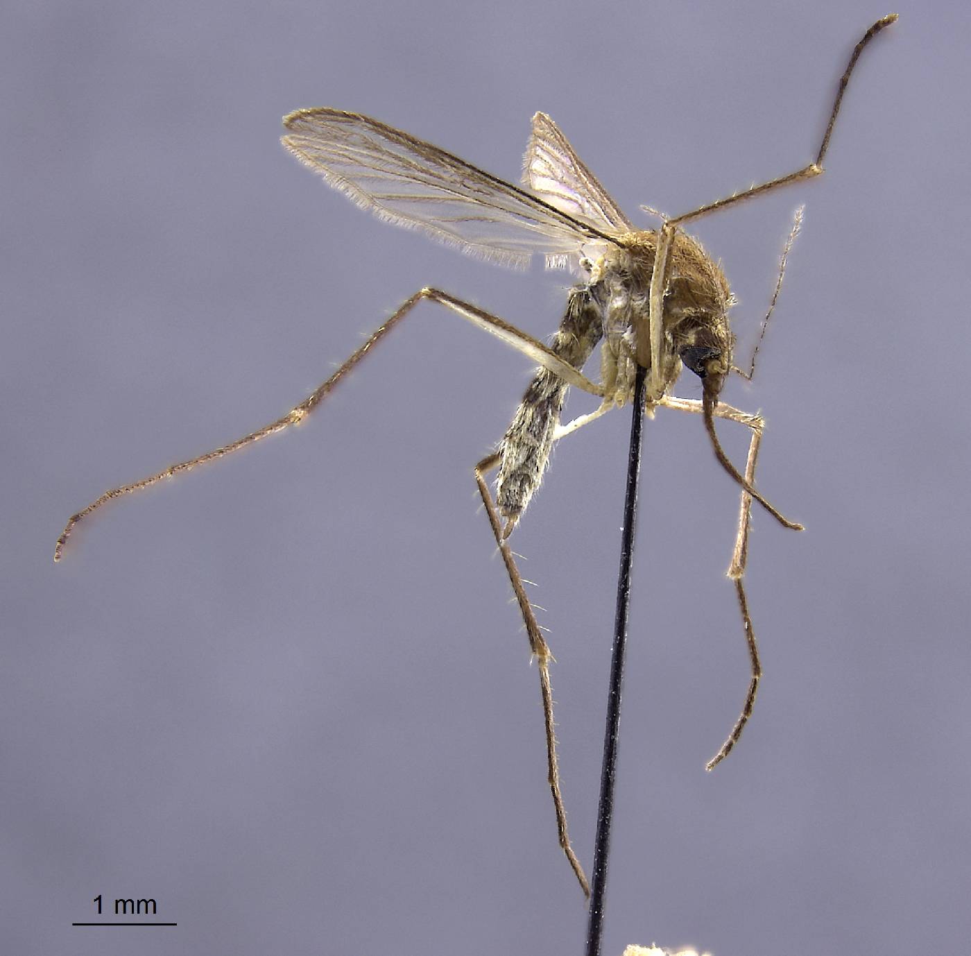 Aedes cinereus image