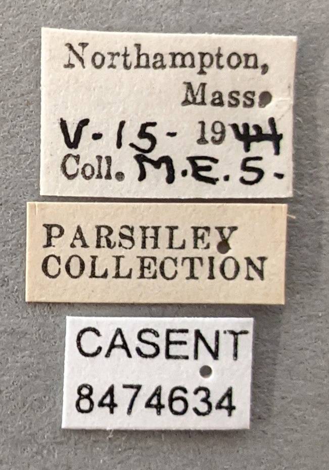 Aedes cinereus image