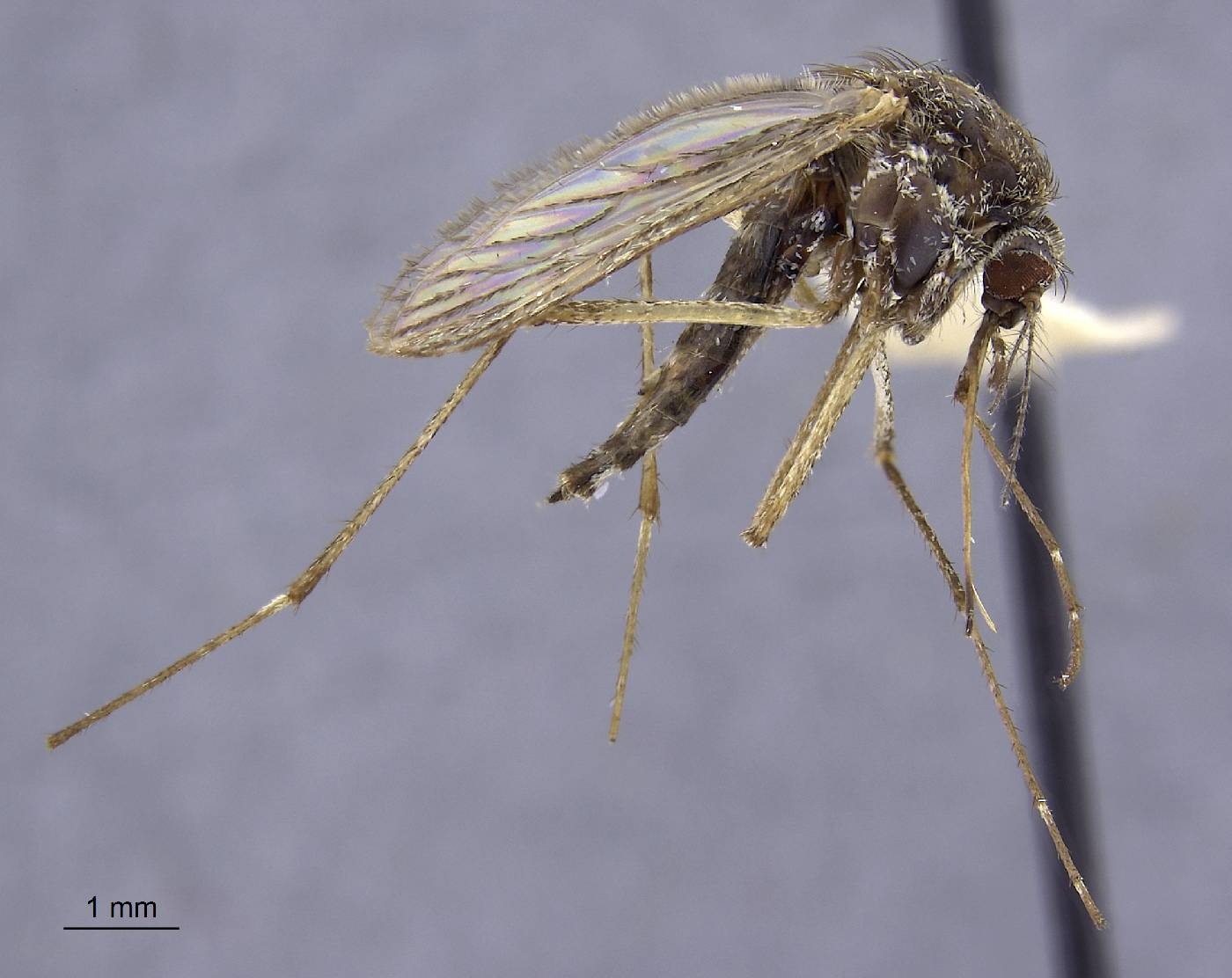 Aedes clivis image