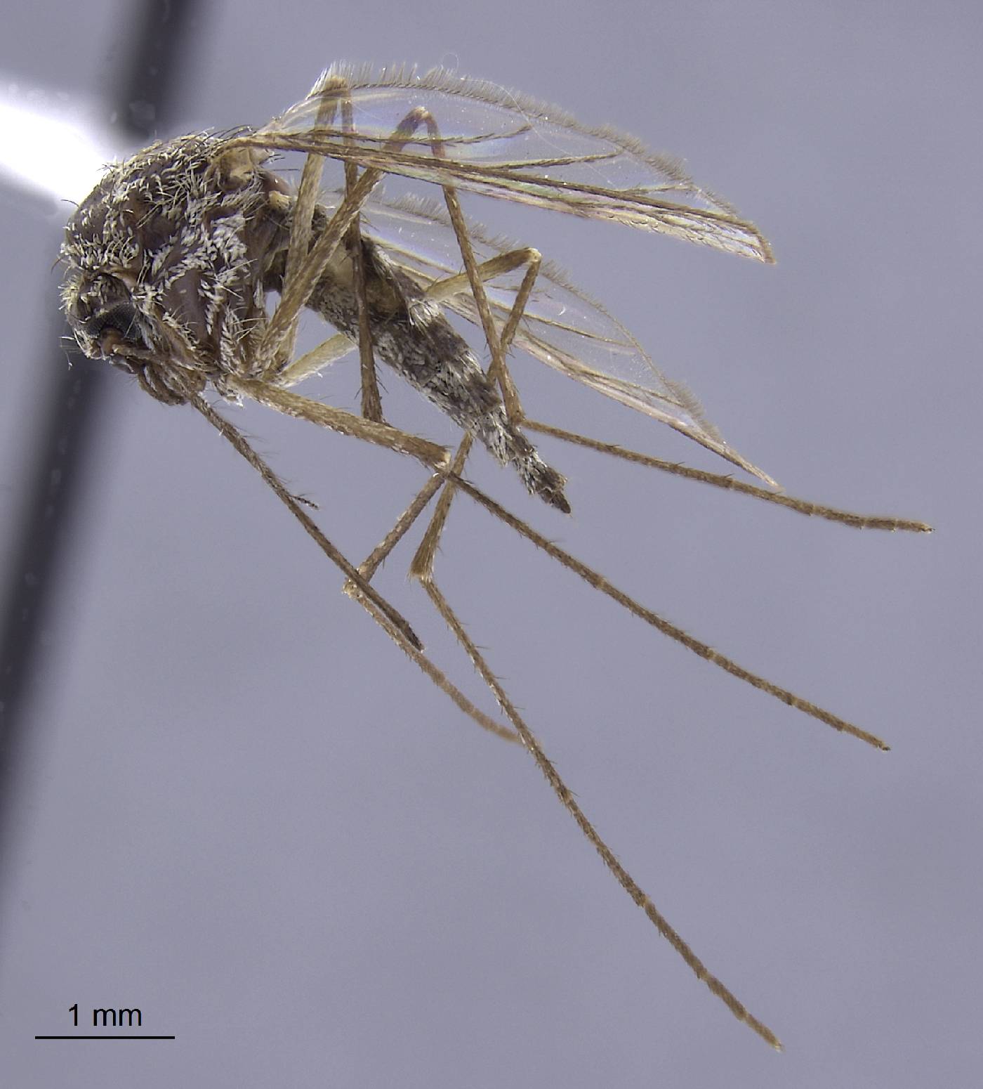 Aedes communis image