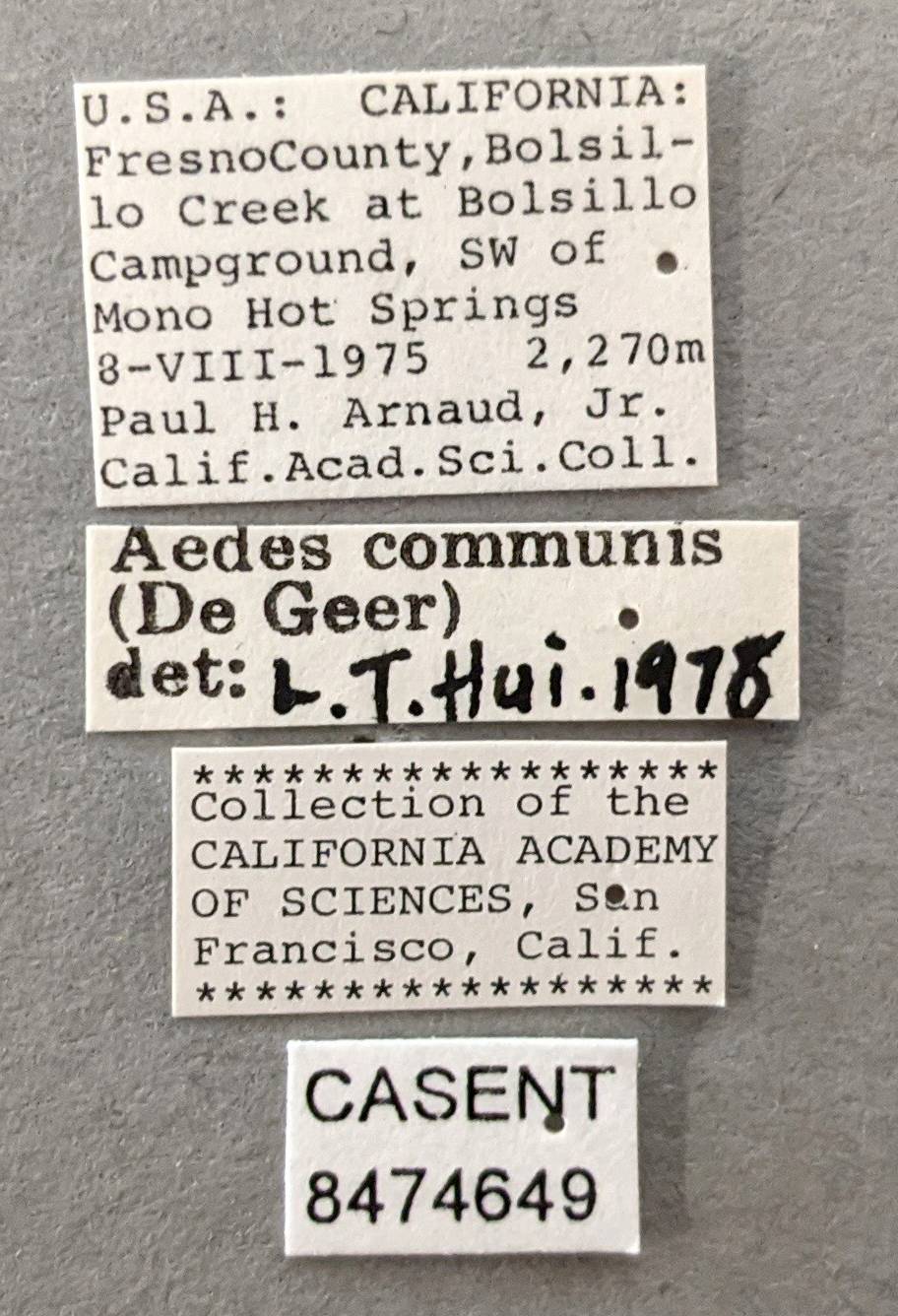 Aedes communis image