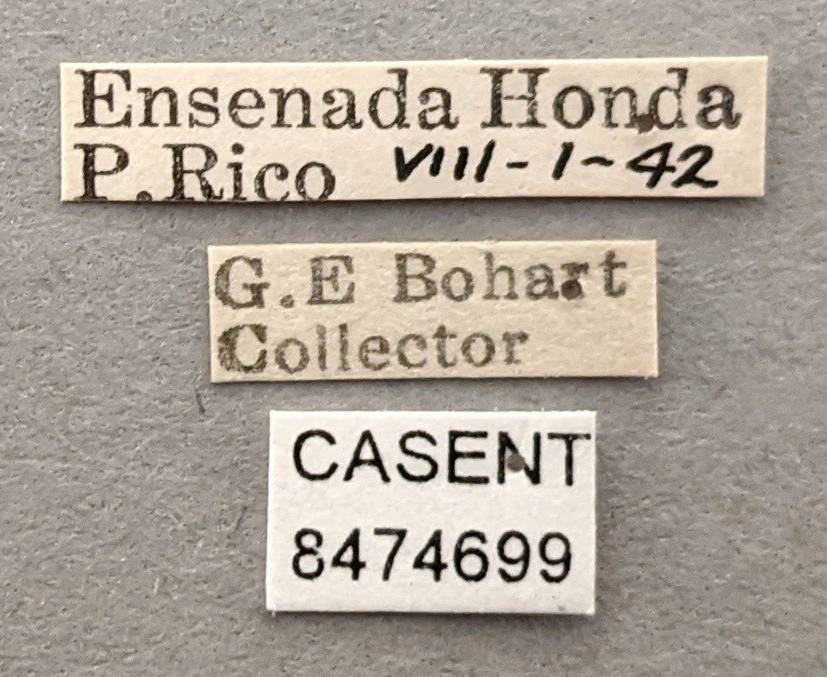 Aedes condolescens image