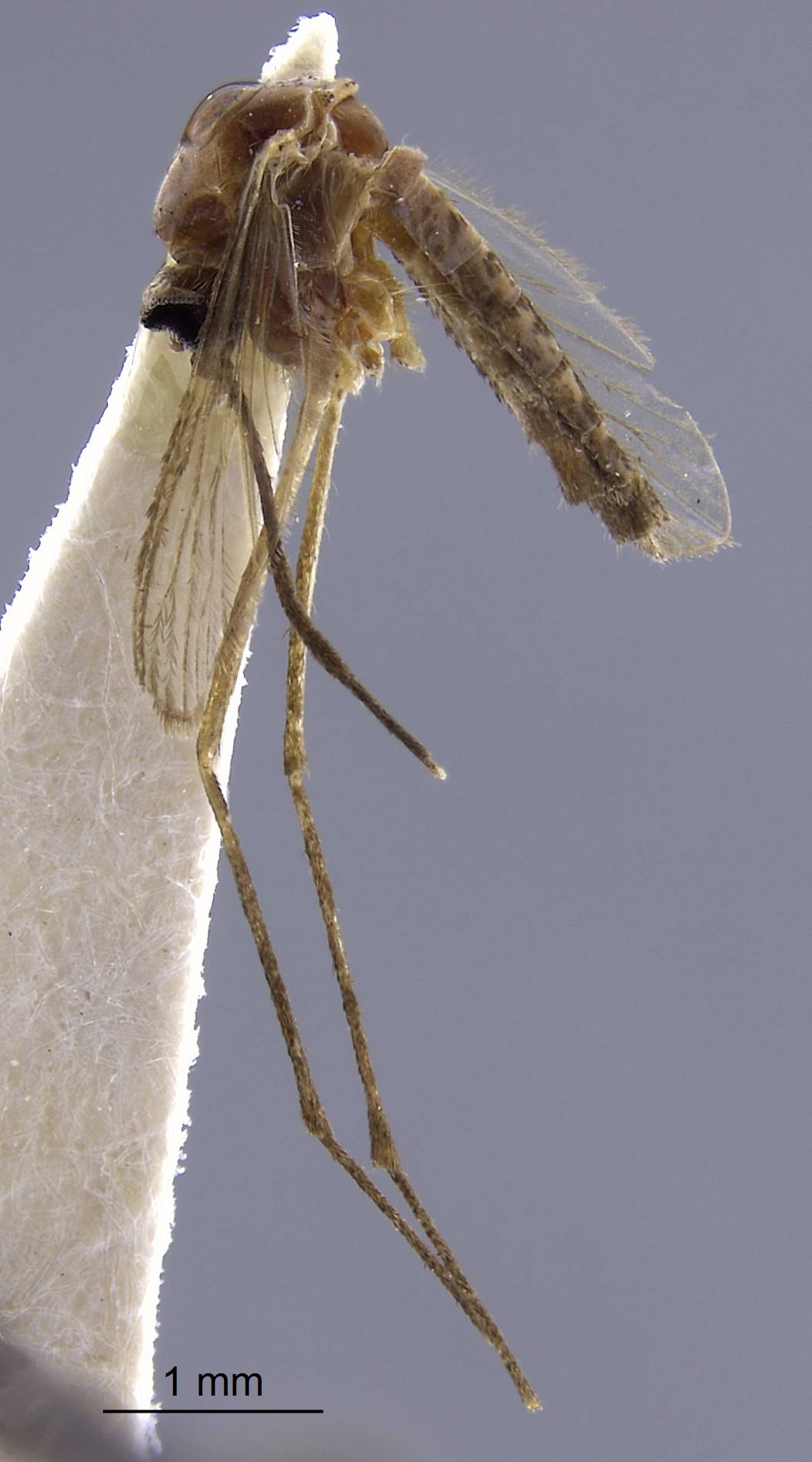 Aedes daggyi image