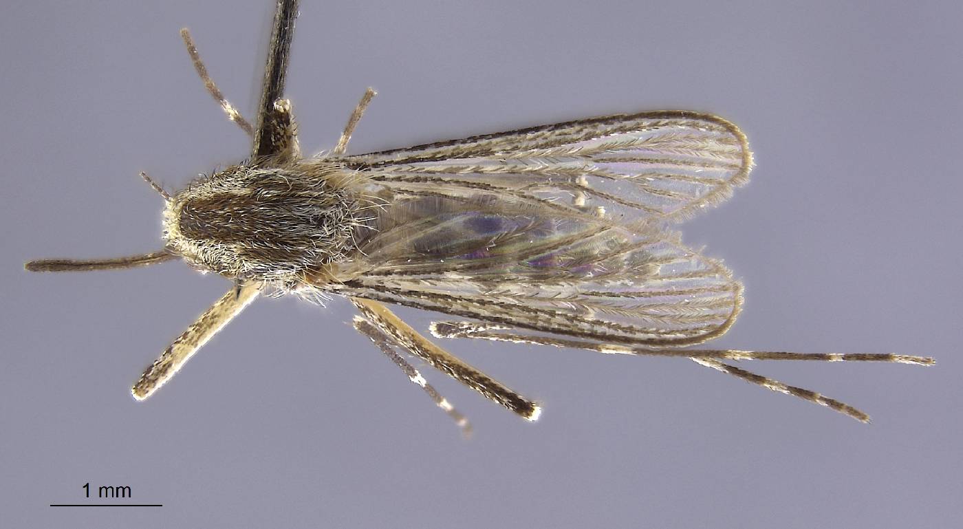 Aedes dorsalis image