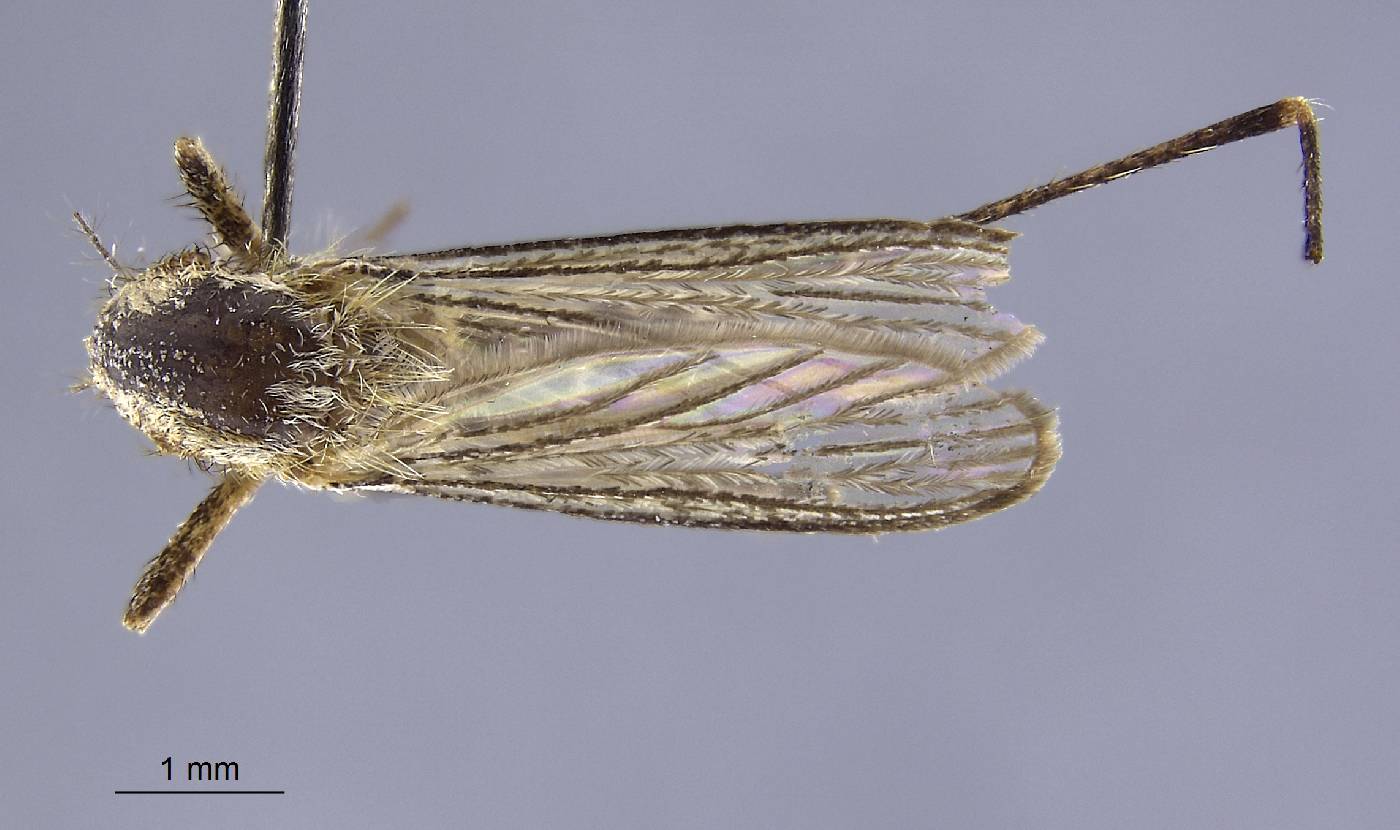 Aedes dorsalis image