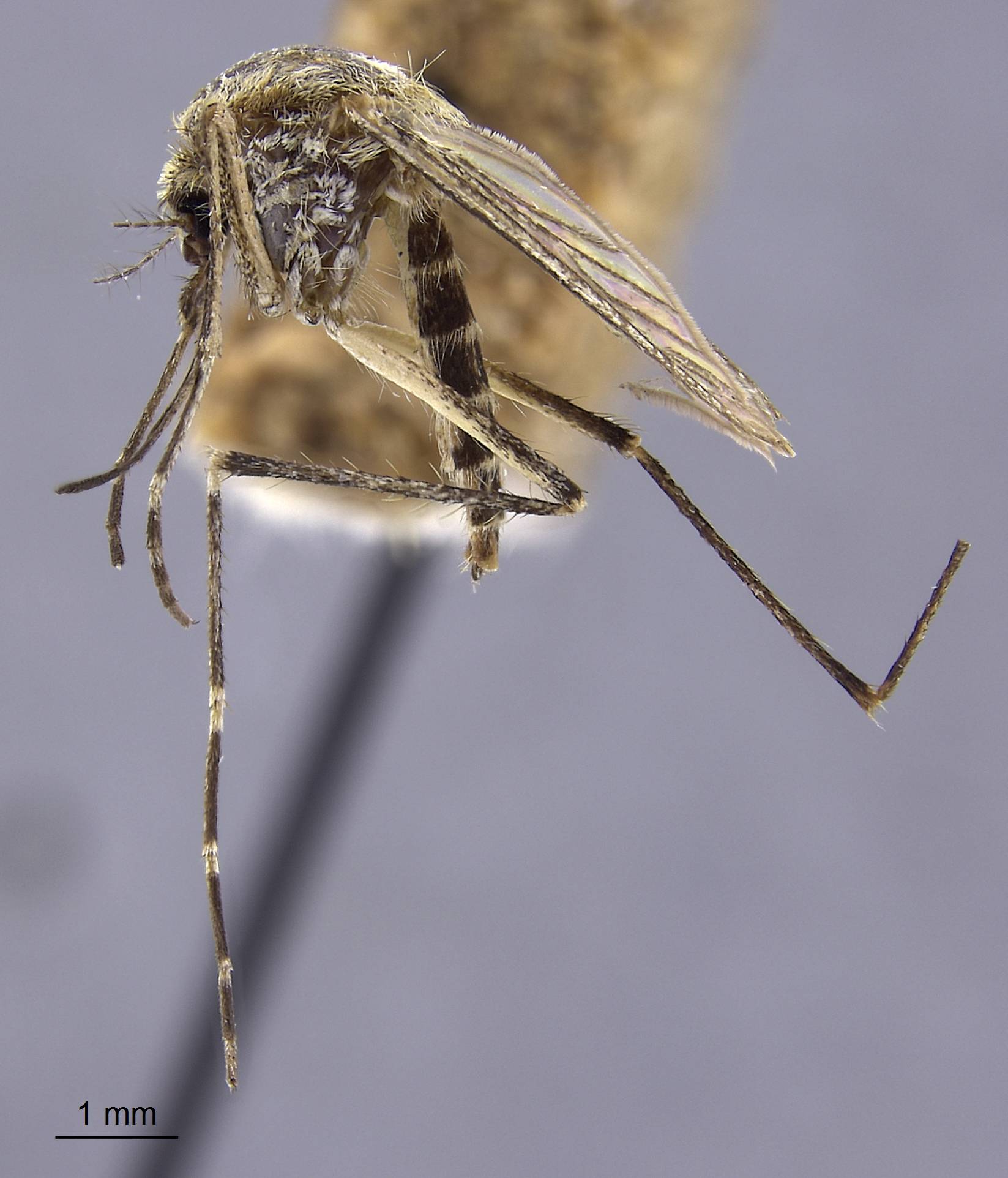 Aedes dorsalis image