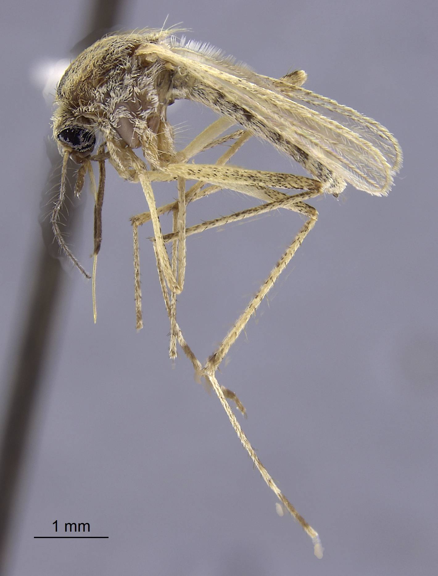 Aedes dorsalis image