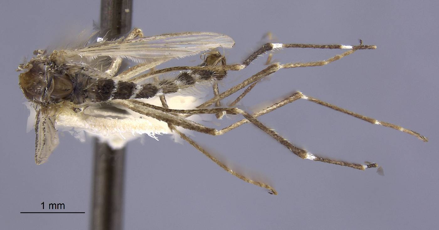 Aedes edgari image