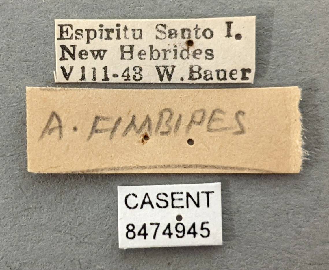 Aedes fimbripes image