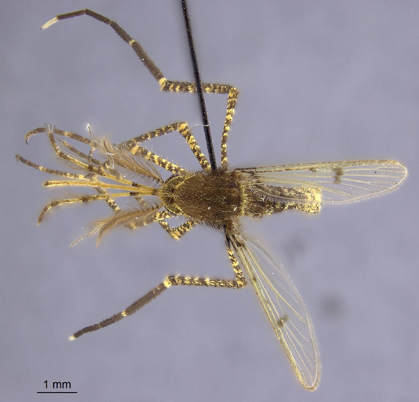 Aedes aurantius image