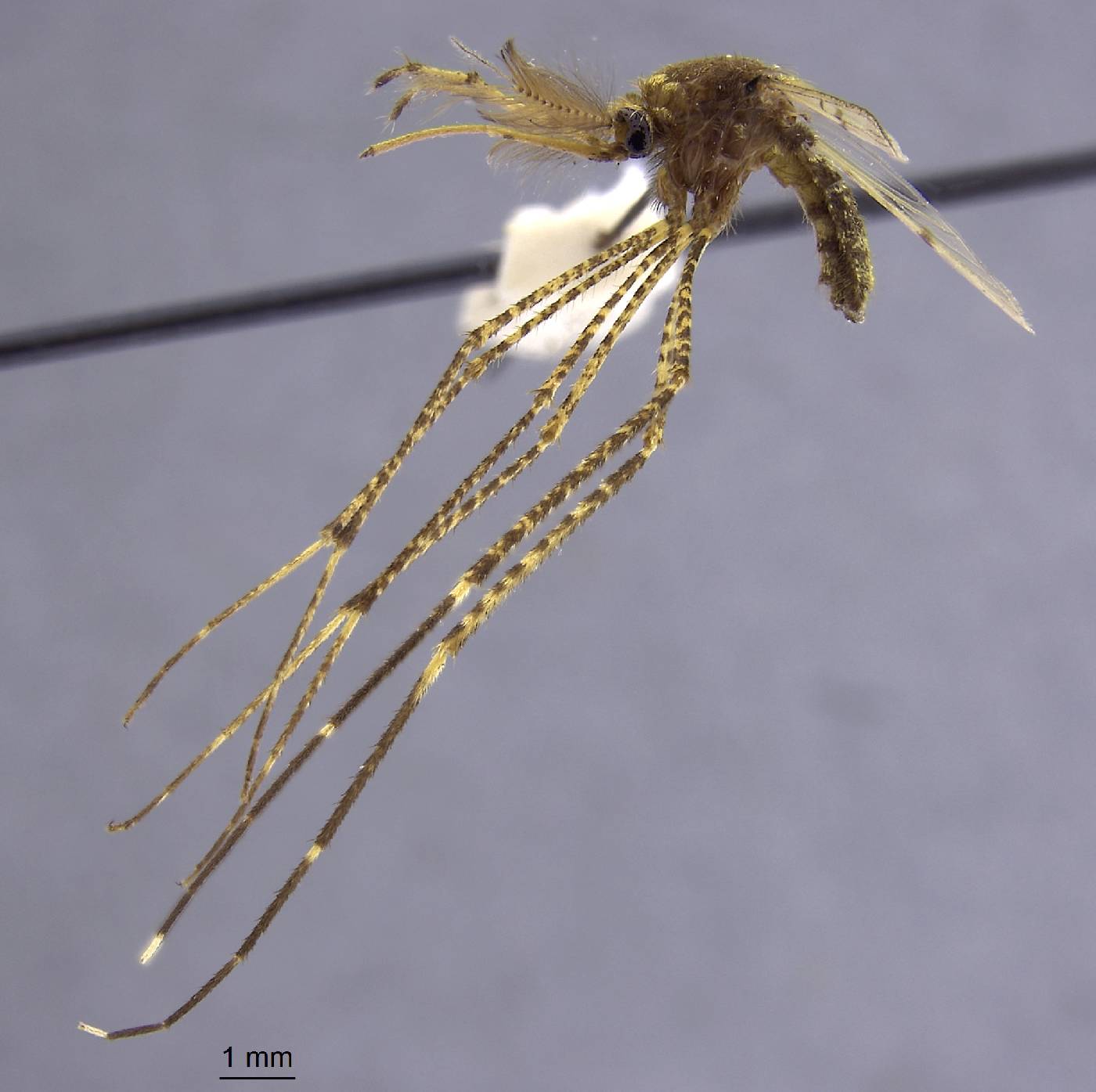 Aedes aurantius image