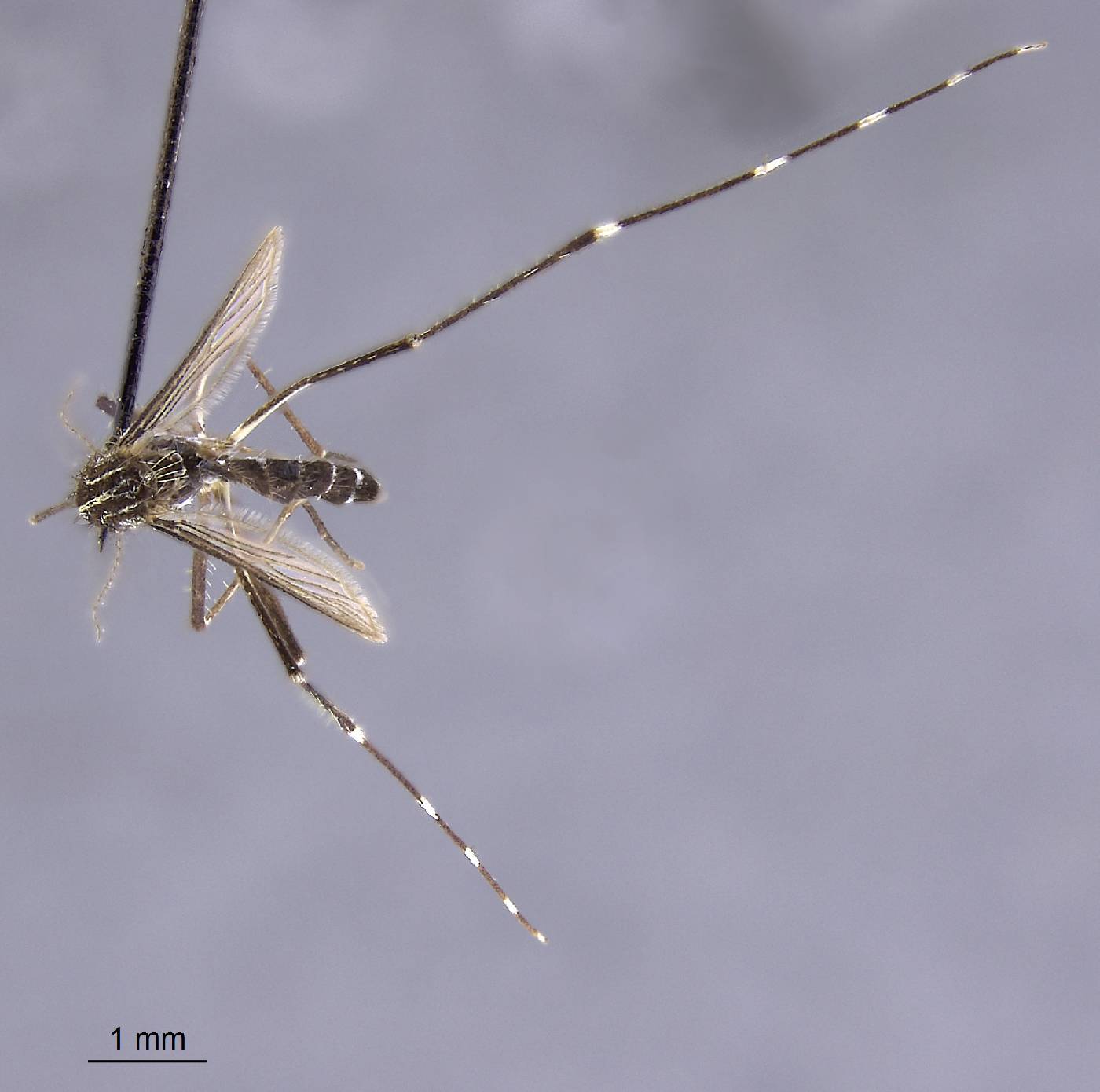 Aedes aureostriatus image