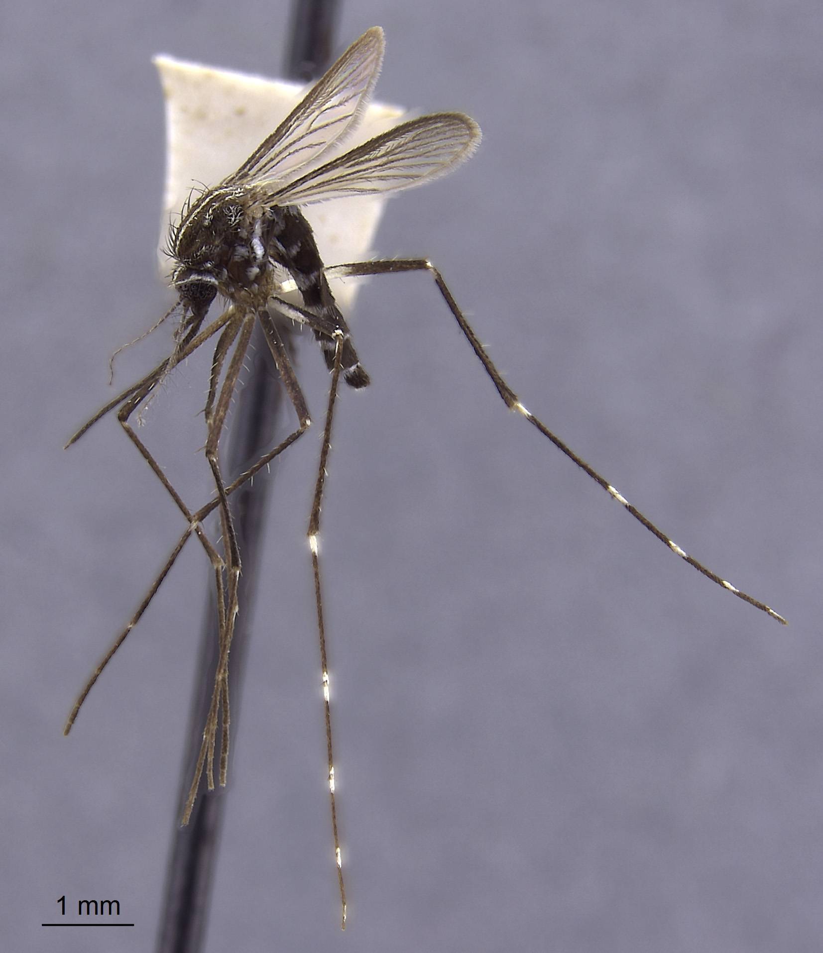 Aedes aureostriatus image