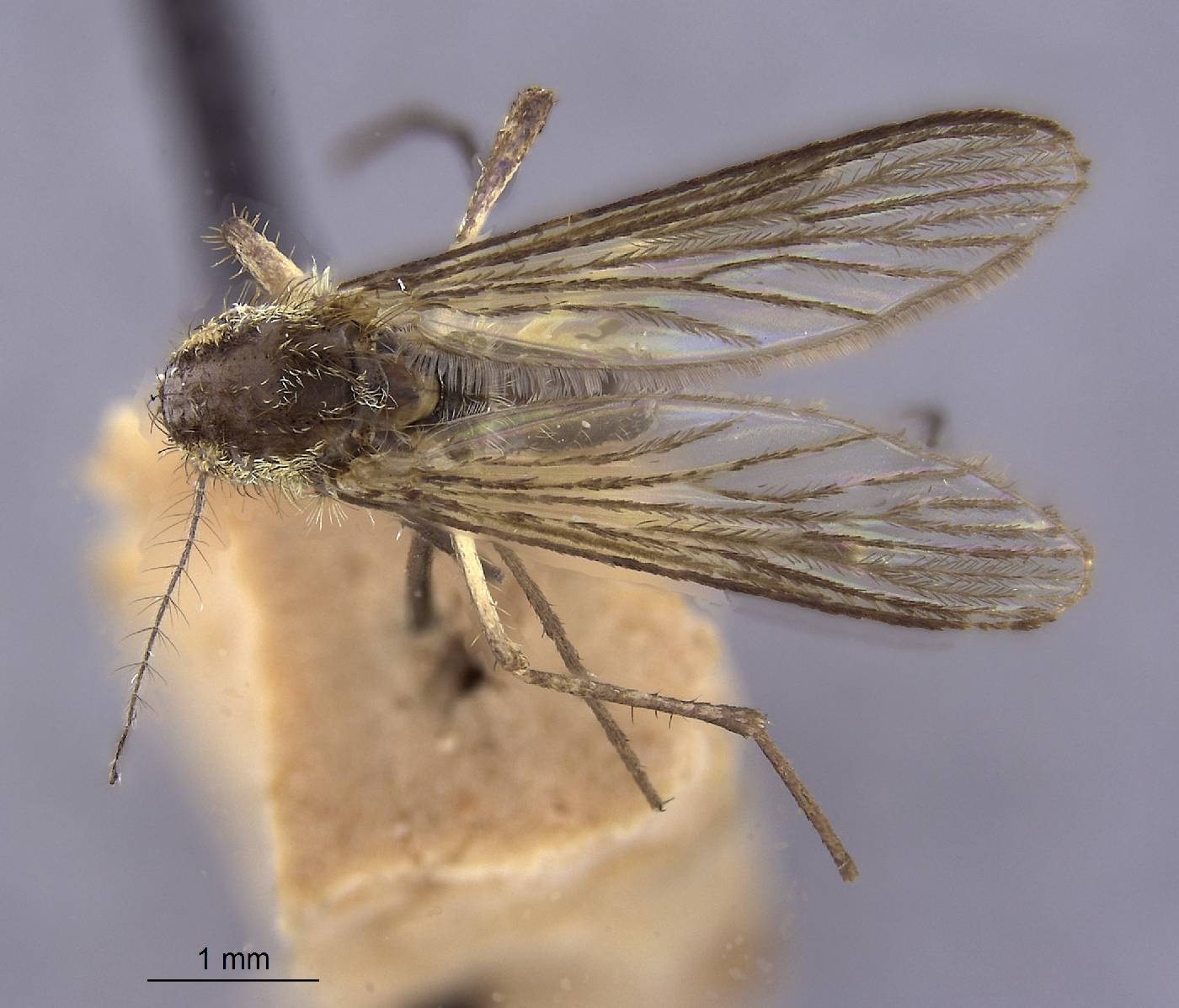 Aedes albolineatus image