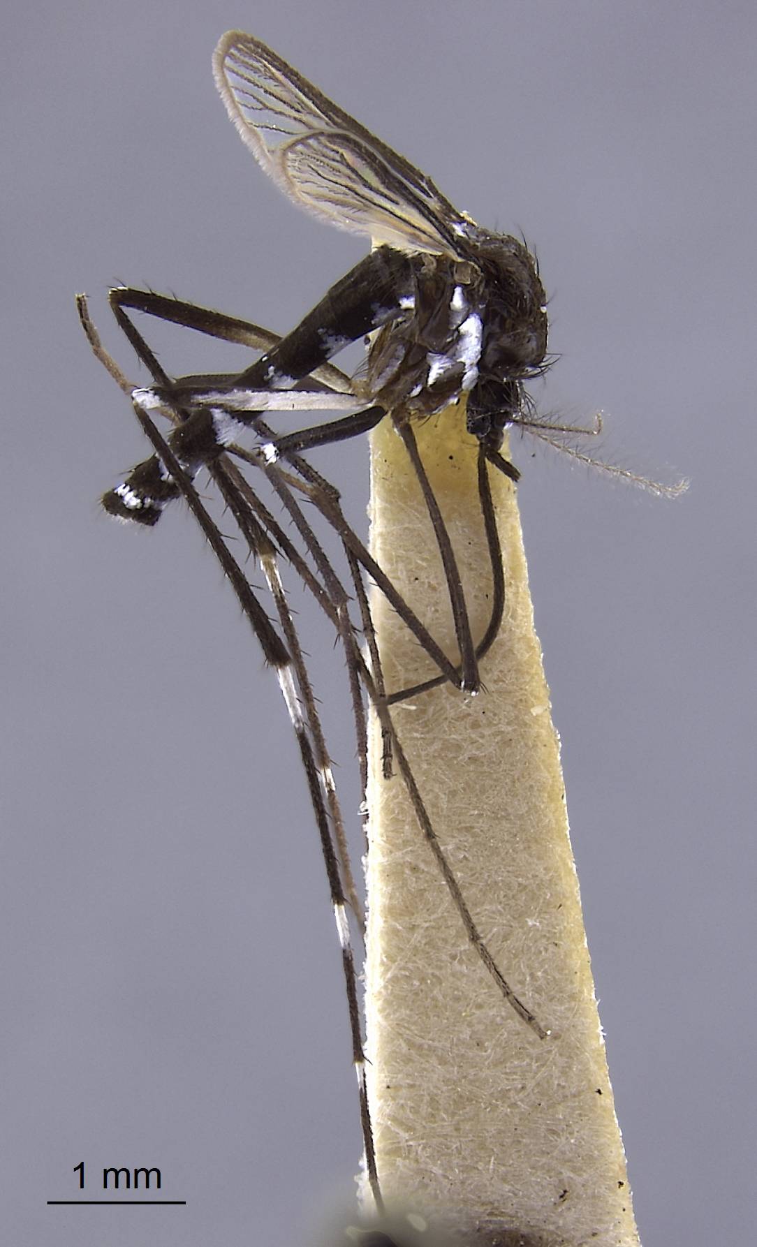 Aedes image