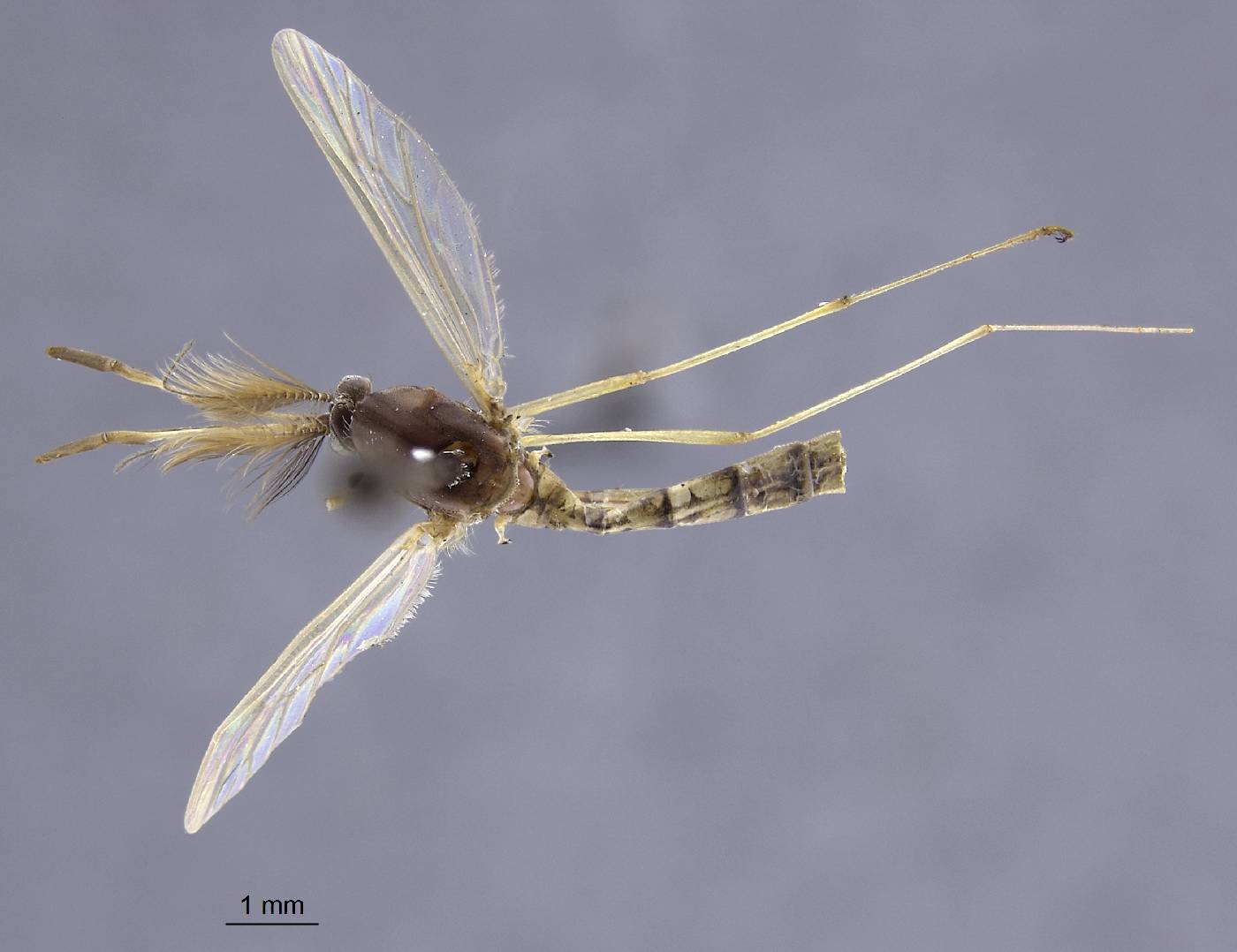Aedes fitchii image