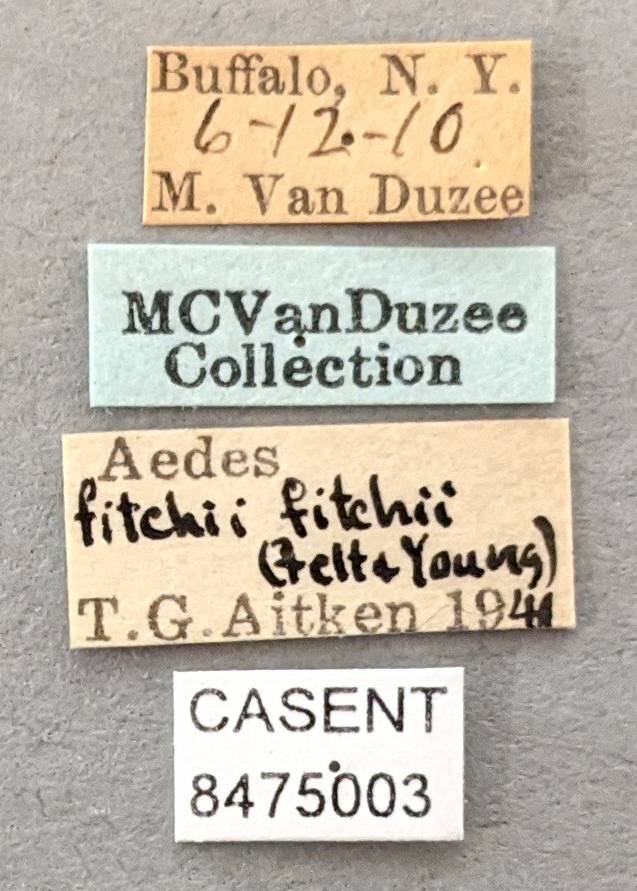 Aedes fitchii image