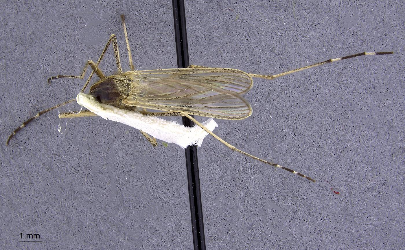 Aedes flavescens image