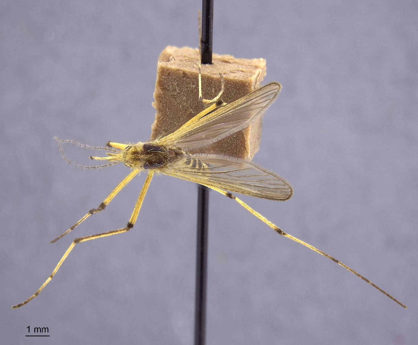 Aedes pallens image