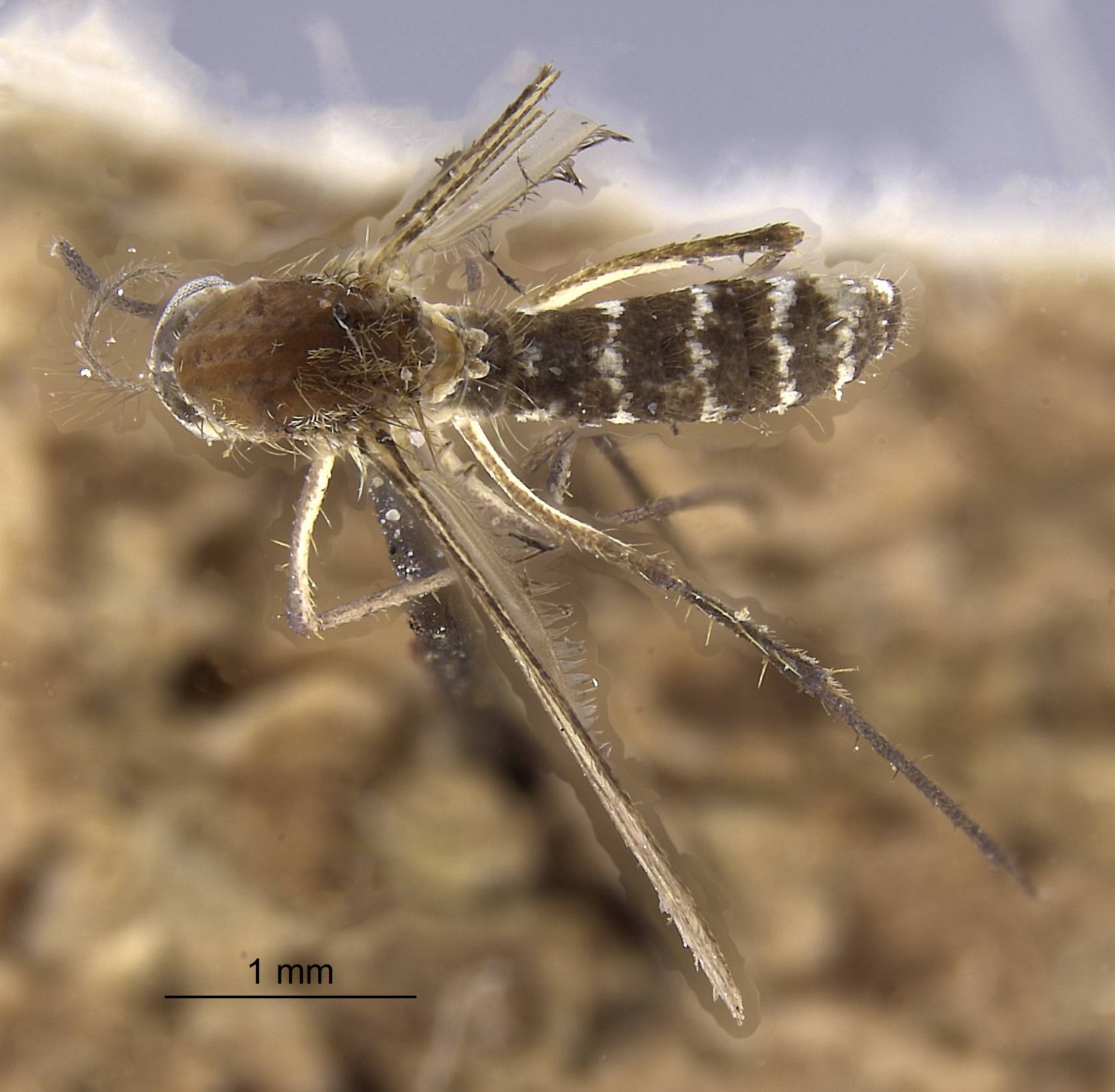 Aedes funereus image