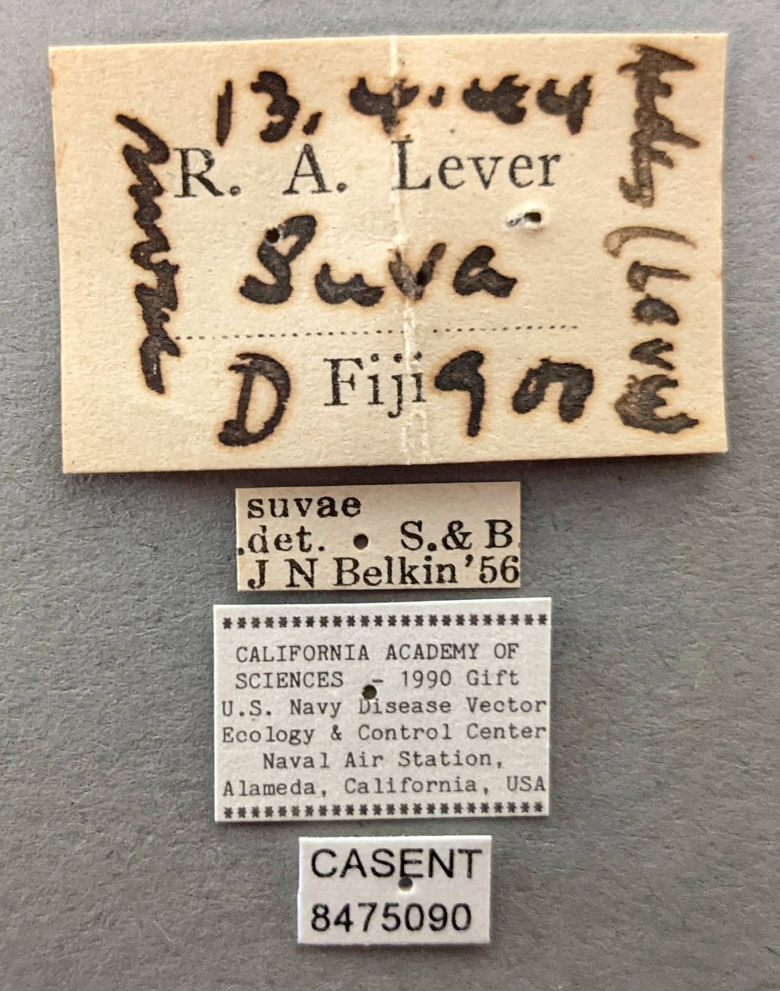 Aedes geoskusea image