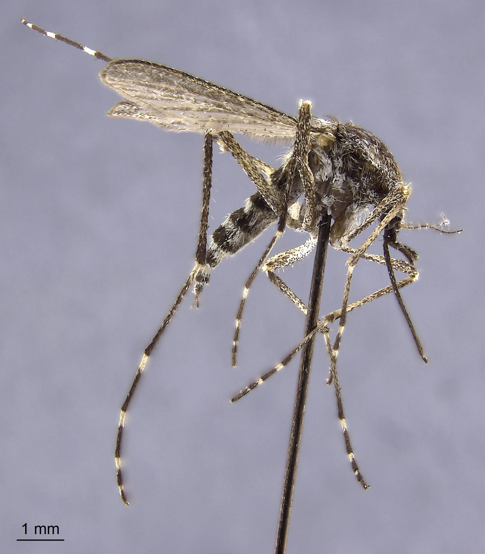 Aedes grossbecki image