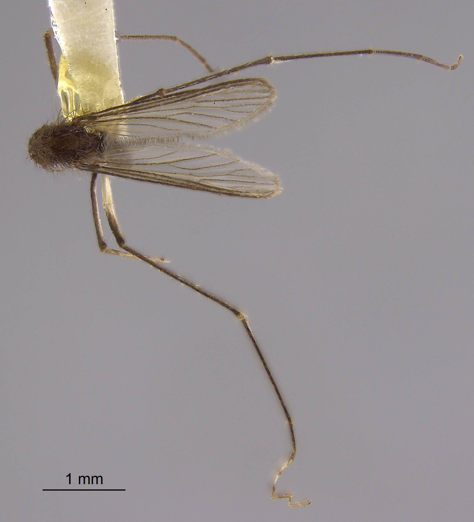 Aedes hamistylus image