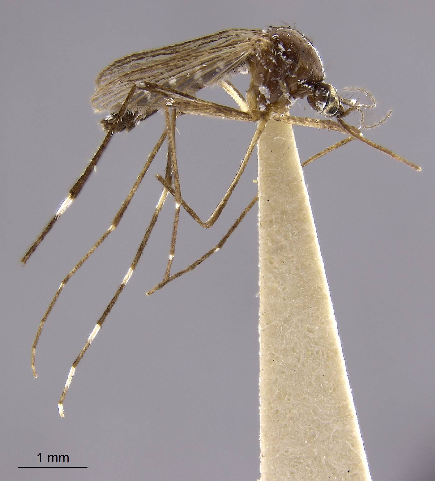 Aedes hensilli image