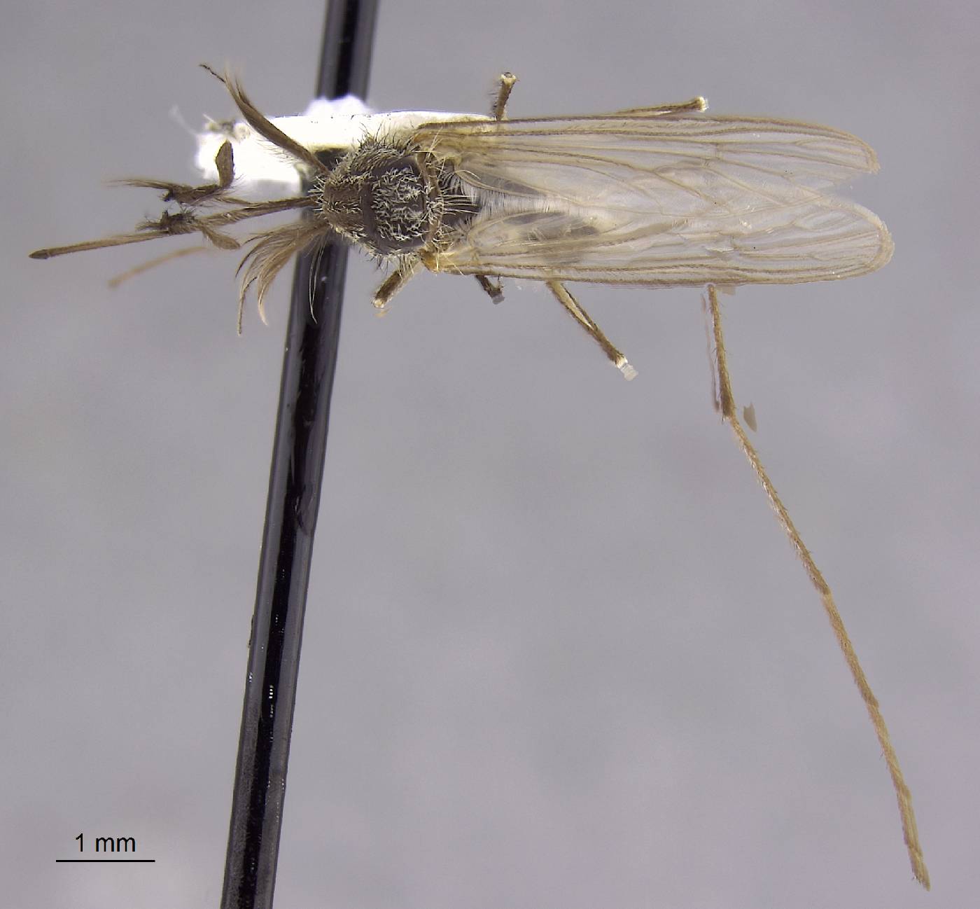 Aedes hexodontus image