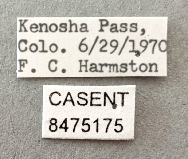 Aedes hexodontus image