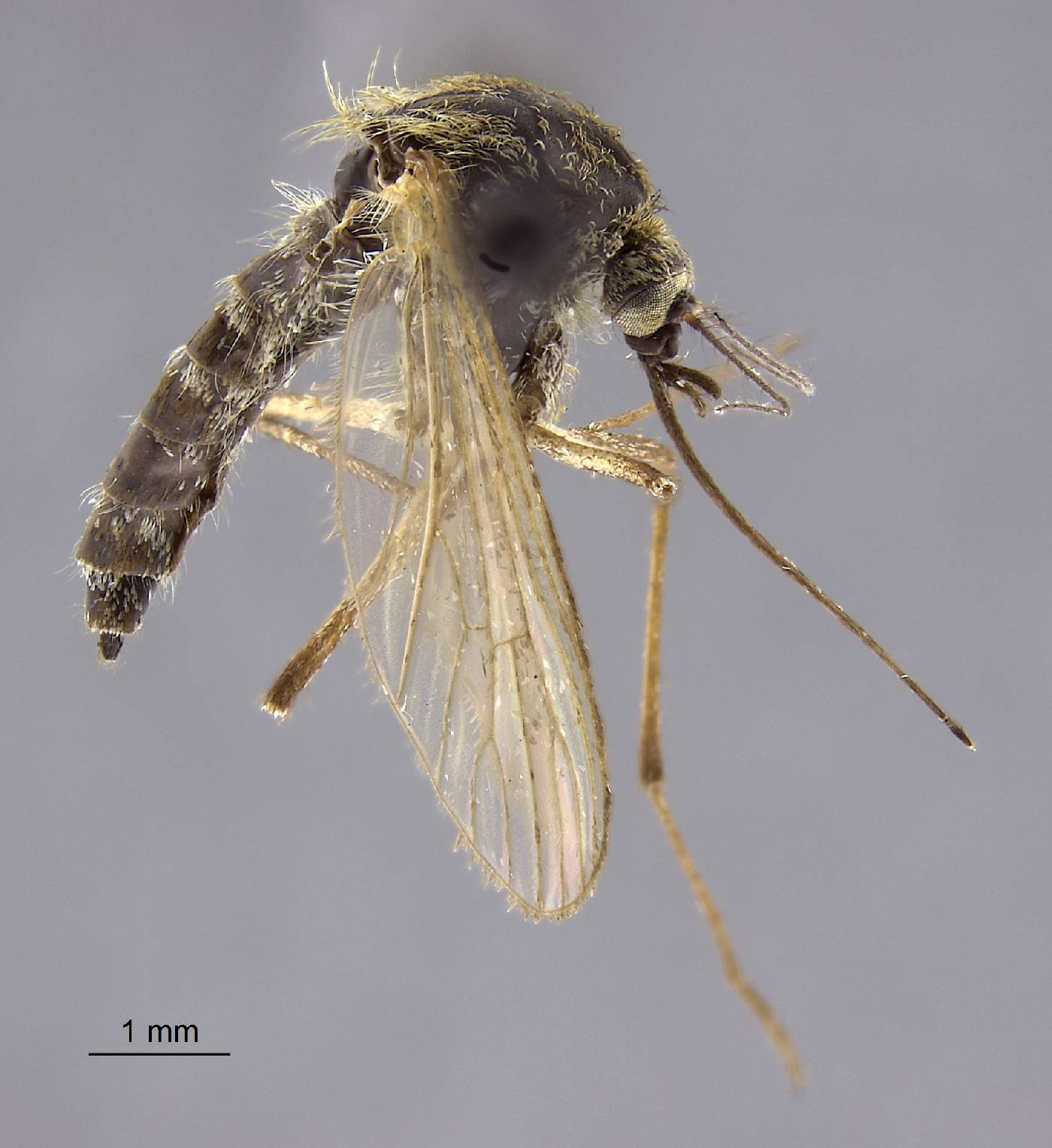 Aedes impiger image