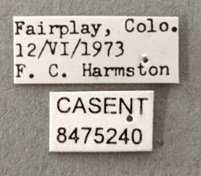 Aedes implicatus image