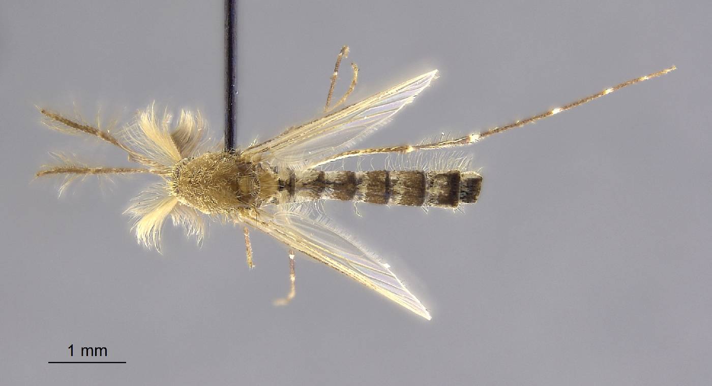 Aedes imprimens image