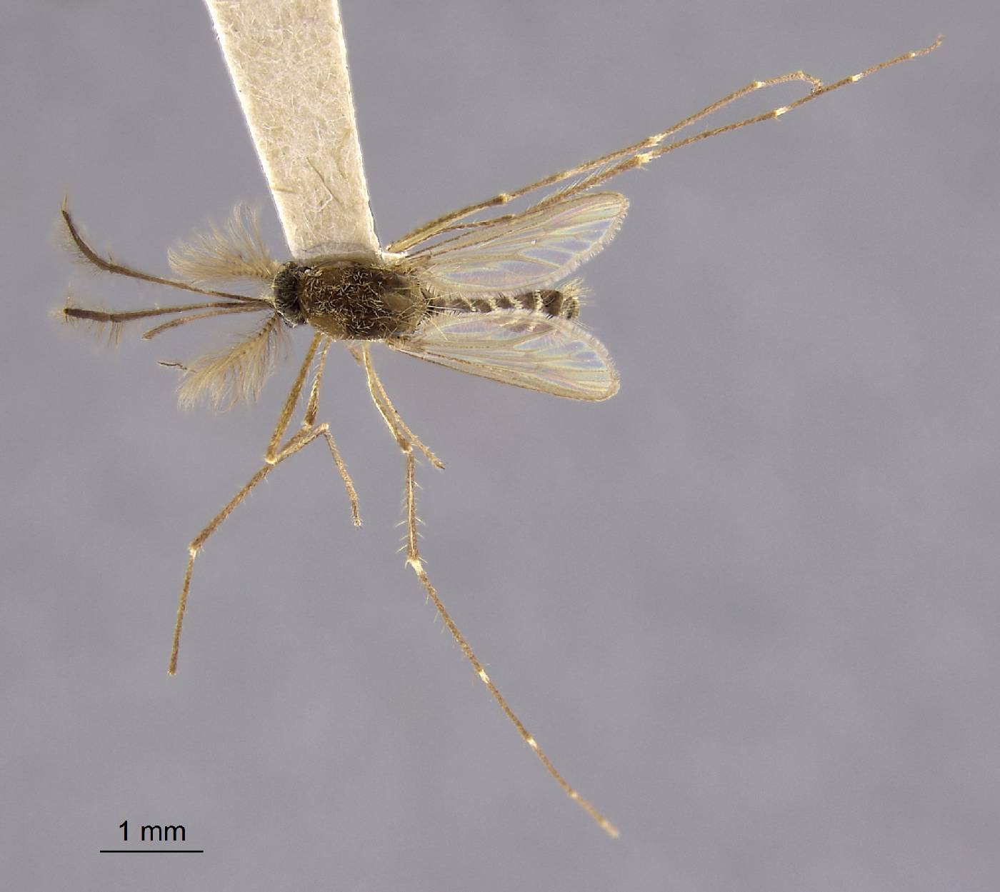 Aedes imprimens image