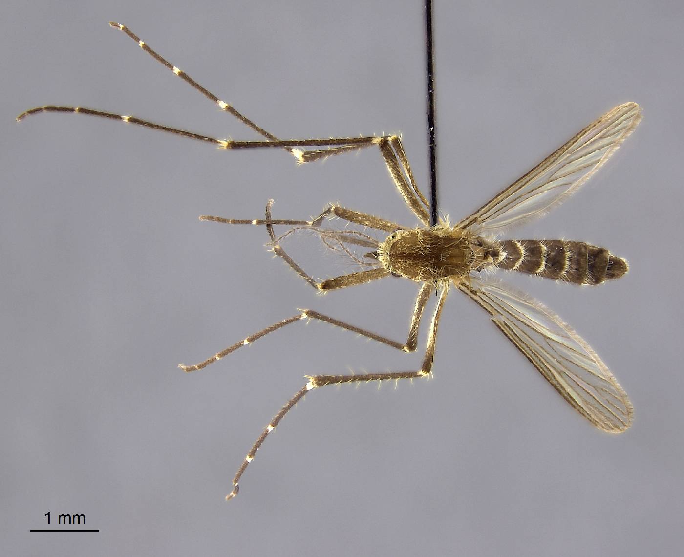 Aedes imprimens image