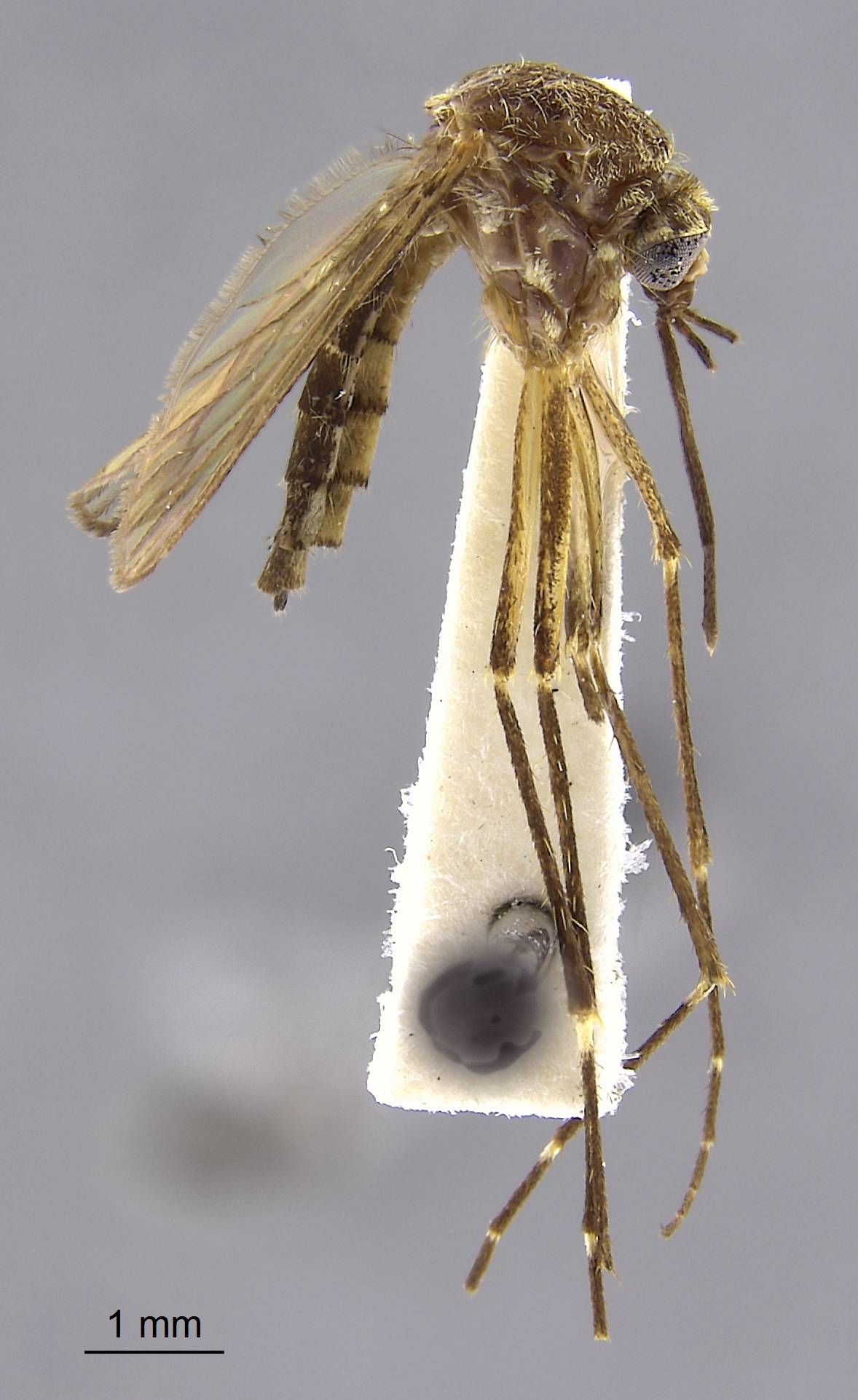 Aedes imprimens image