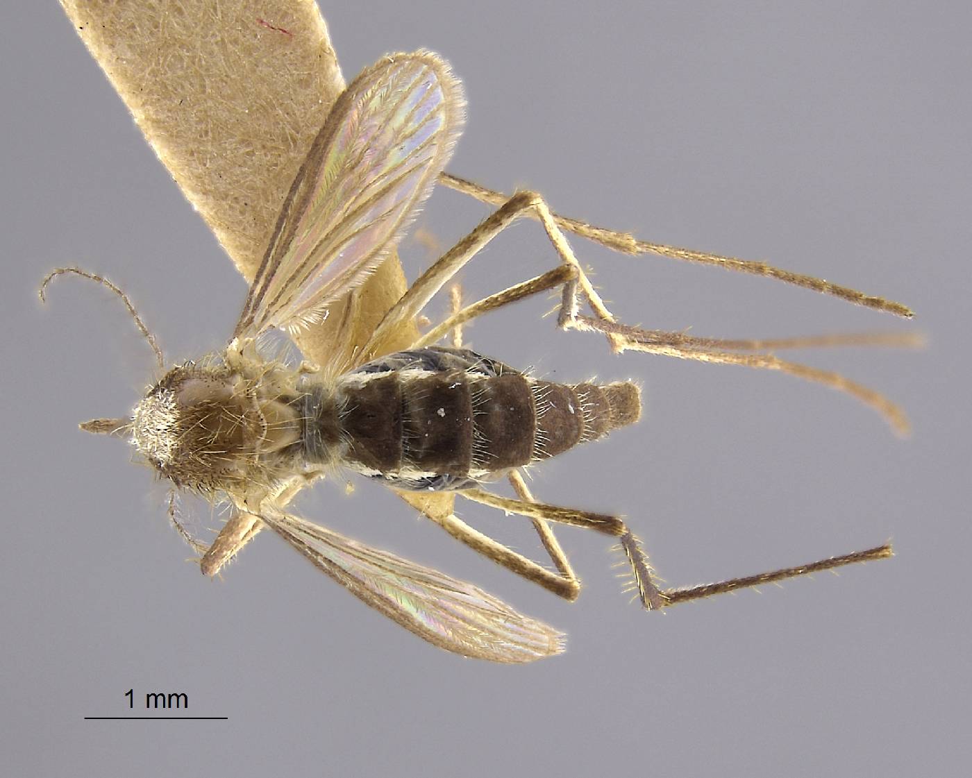 Aedes infirmatus image