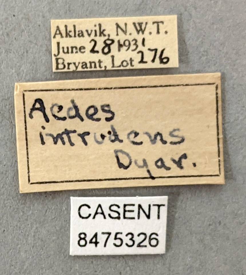 Aedes intrudens image