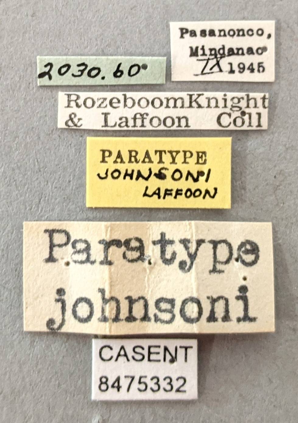 Aedes johnsoni image