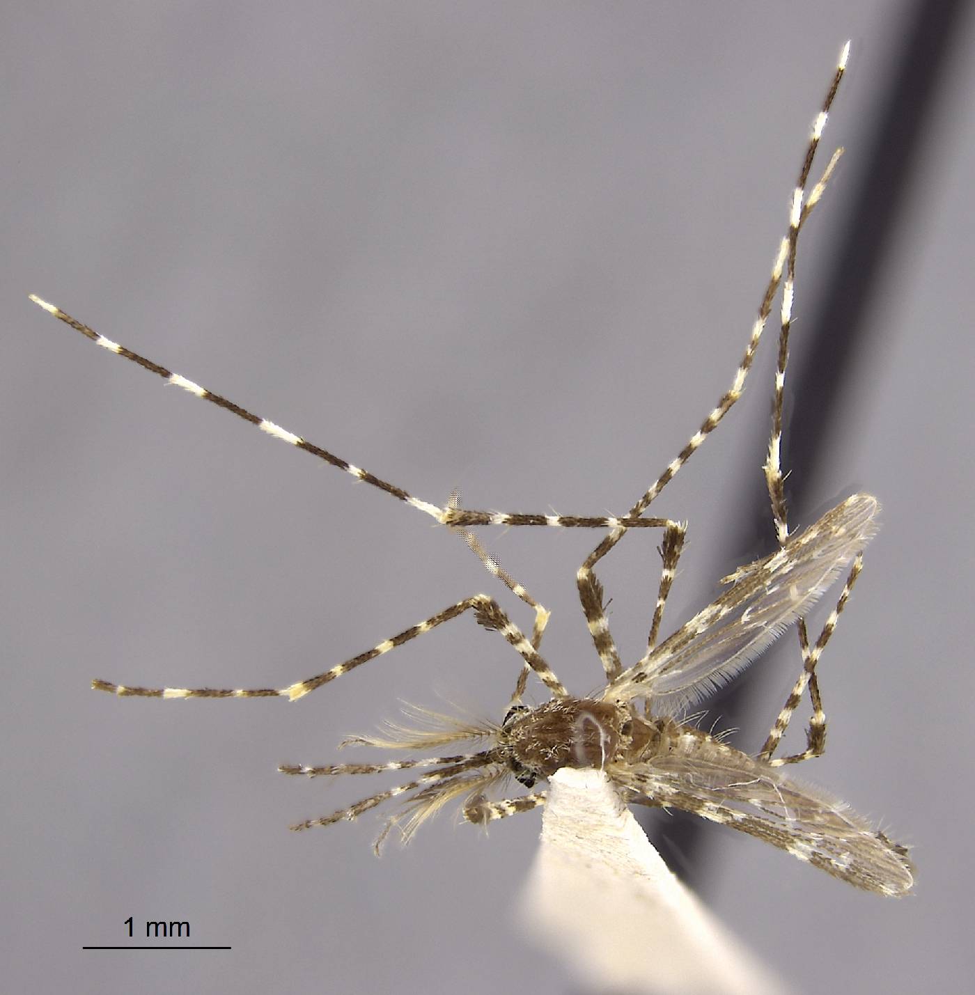 Aedes kochi image