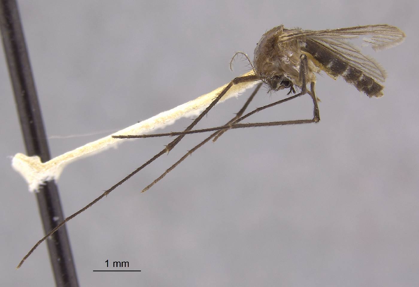 Aedes lamelliferus image