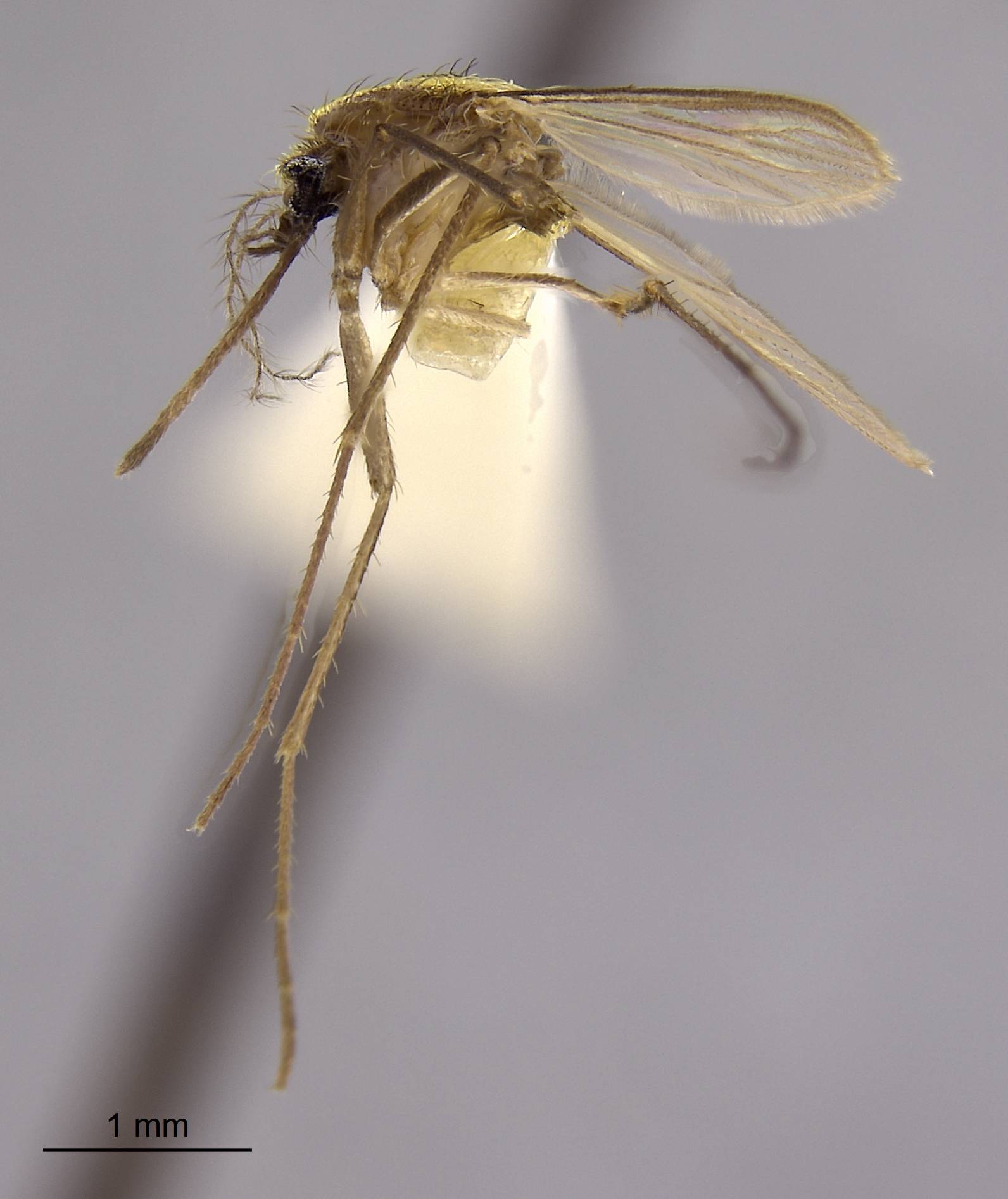 Aedes lineatopennis image